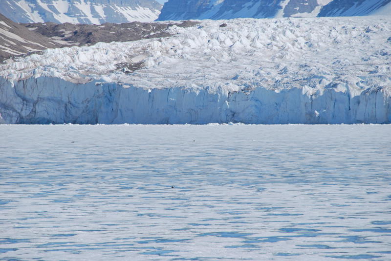 Zwei Eisbaeren auf der Robbenjagd, Tunabreen Gletscher (Bild von Gunther Herrmann)